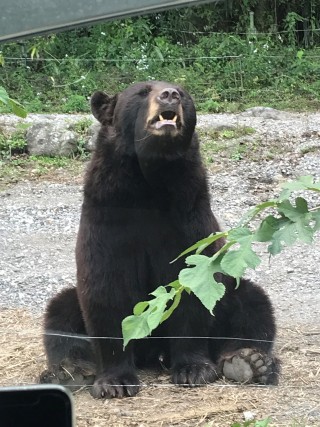 熊2